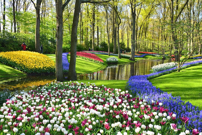 Keukenhof gardens blooming spring flowers by the pond. Colorful tulips and blue Muscari flowers. Beautiful ornamental garden landscape at Lisse, Netherlands.