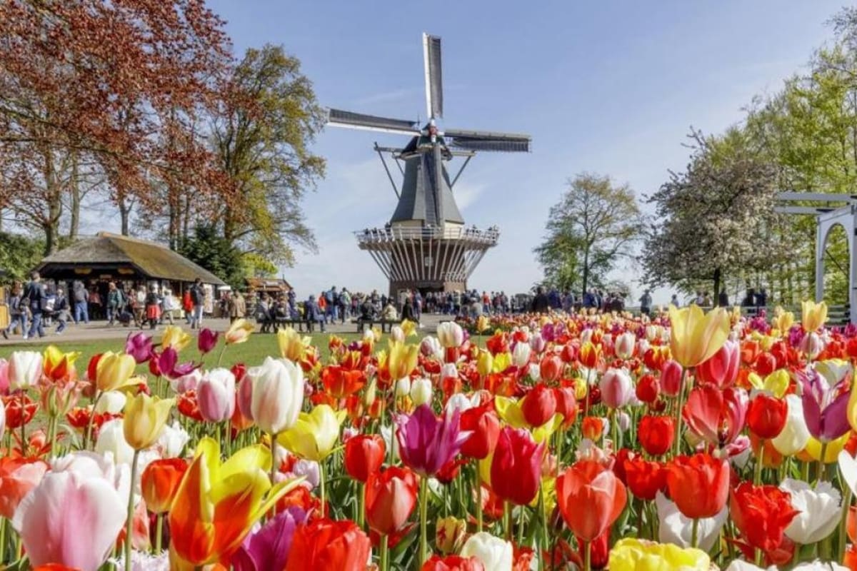 Keukenhof: tulipanes y molinos de viento, la típica imagen neerlandesa