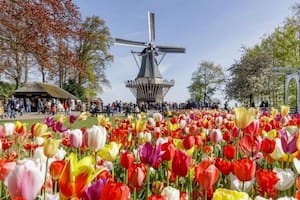 Keukenhof: tulipanes y molinos de viento, la típica imagen neerlandesa
