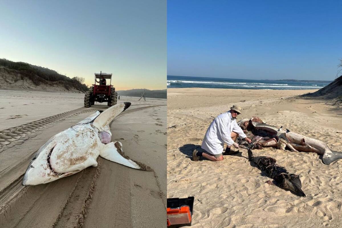Kevin Cole del Museo del Este de Londres y la bióloga marina, Alison Towner de la Universidad de Rhodes, investigaron al tiburón blanco