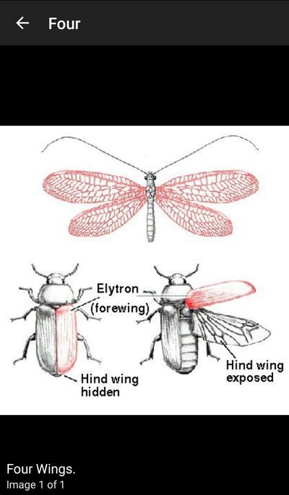 Key to Insect Orders