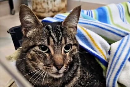 Kiara, la gata rescatada entre los escombros del Apart Hotel Dubrovnik