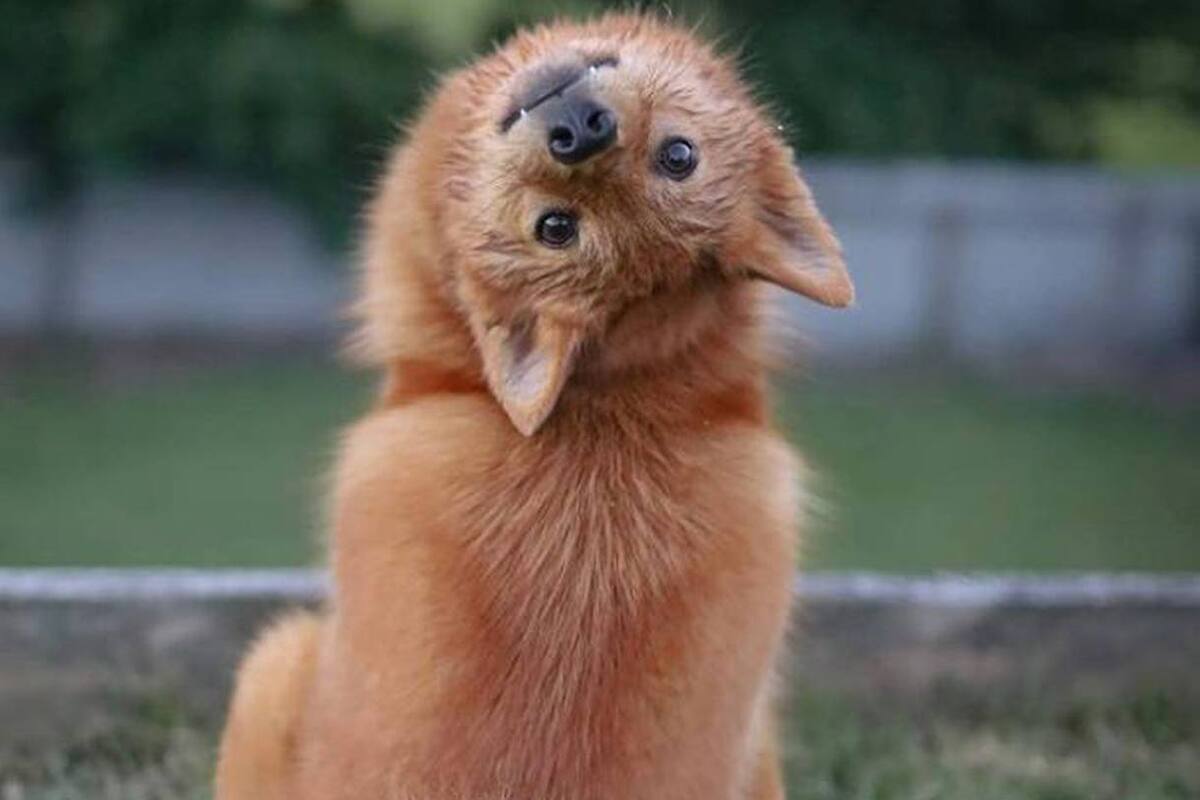 Kiko es de Nueva Zelanda y tiene más de 140 mil seguidores en Instagram