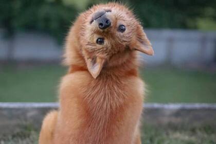 Kiko es de Nueva Zelanda y tiene más de 140 mil seguidores en Instagram