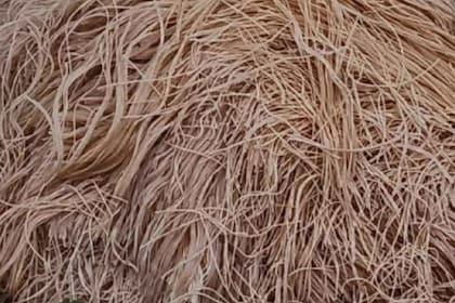 Kilogramos de pasta fueron arrojados en un bosque de Nueva Jersey