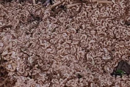 Kilogramos de pasta fueron arrojados en un bosque de Nueva Jersey