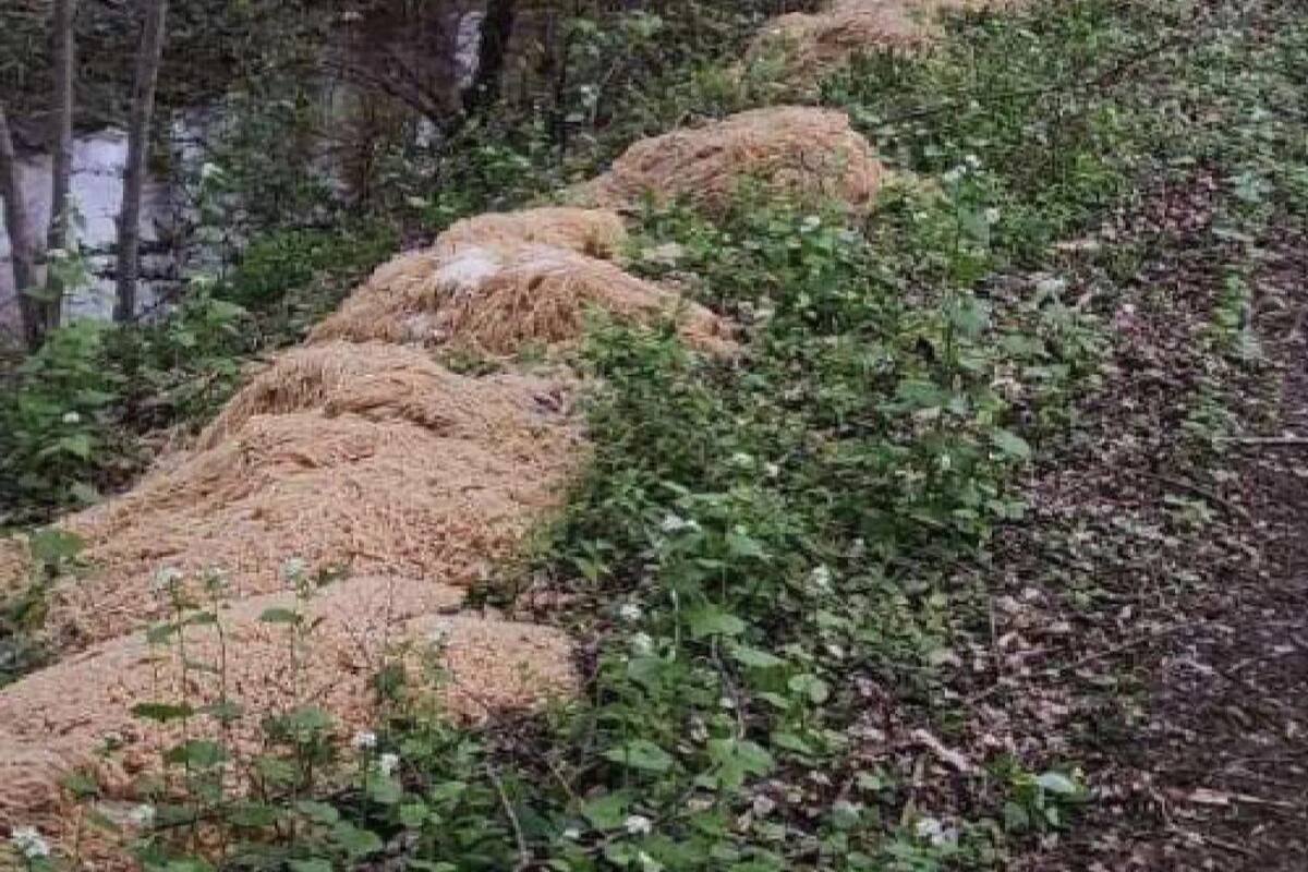 Kilos de pasta fueron arrojados en un bosque de Nueva Jersey, en EE.UU.; los motivos se desconocen hasta el momento