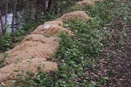 Kilos de pasta fueron arrojados en un bosque de Nueva Jersey, en EE.UU.; los motivos se desconocen hasta el momento