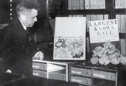 Kinsey con "la avispa gallarita más grande conocida" que encontró en Guatemala en 1936