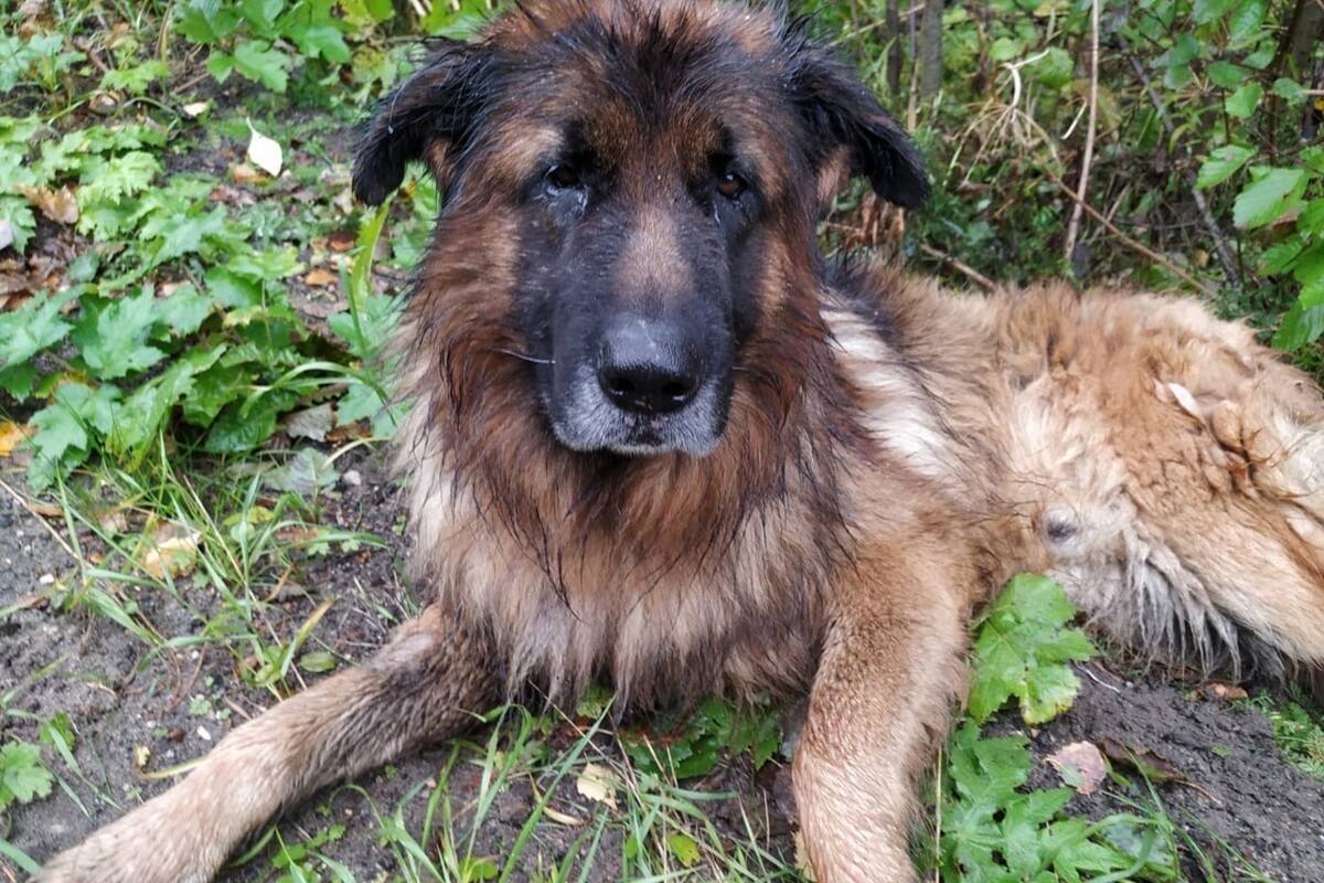 Kiryusha fue sacrificado y enterrado por sus dueños en un bosque cerca de la ciudad rusa de Ujtá, pero tiempo después escapó de su sepultura, fue rescatado y ahora espera a ser adoptado