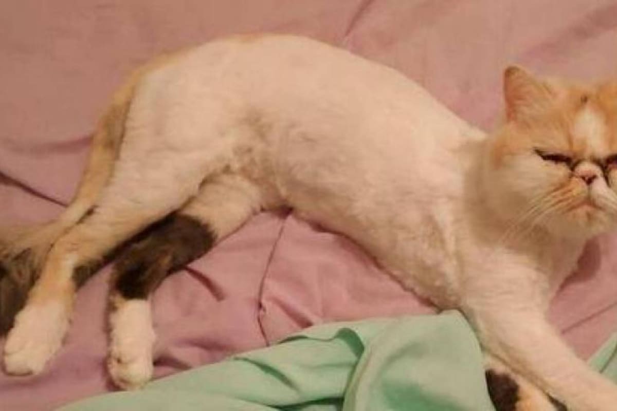 Kitty, la gata persa después de haber sobrevivido al lavarropas