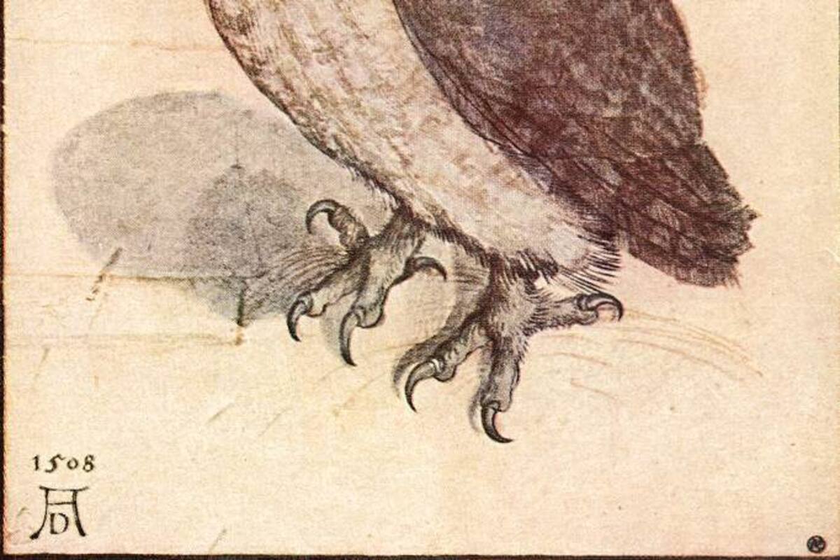 "Kleine Eule" (Pequeño búho) de Durero