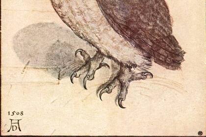 "Kleine Eule" (Pequeño búho) de Durero