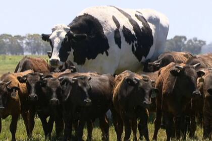 Knickers sería la vaca más grande de Australia