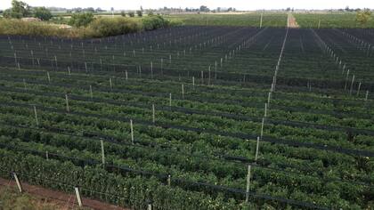 Knorr, en alianza con el INTA, está trabajando en la implementación de prácticas agrícolas cada vez más sostenibles para brindar herramientas que aporten innovación tecnológica en los cultivos en armonía con la naturaleza.
