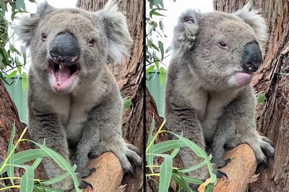 koala