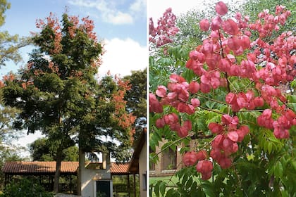 Koelreuteria paniculata, un árbol mediano y porte aparasolado.