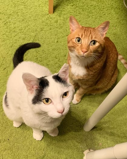 Koma y Hachi son ahora los nuevos protagonistas del perfil de Instagram creado por su dueño que cuenta con casi 140 mil seguidores