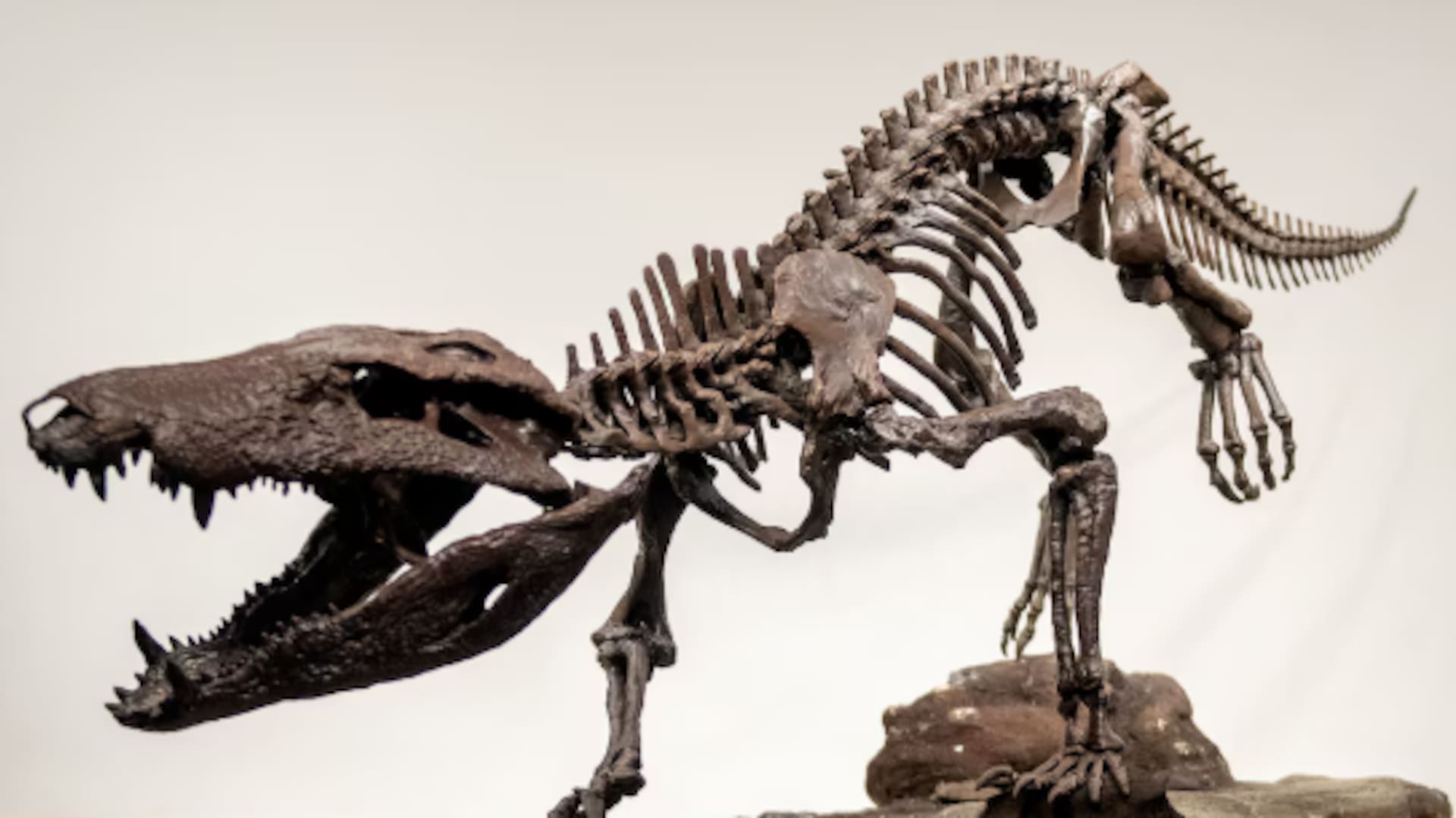 Kostensuchus atrox