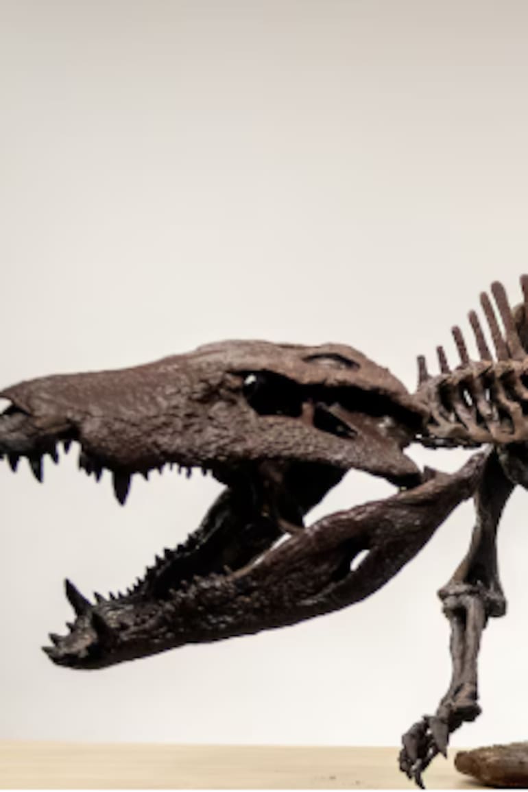 Kostensuchus atrox
