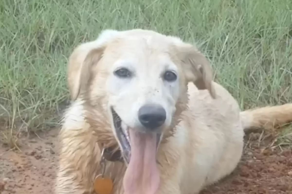 Kota.