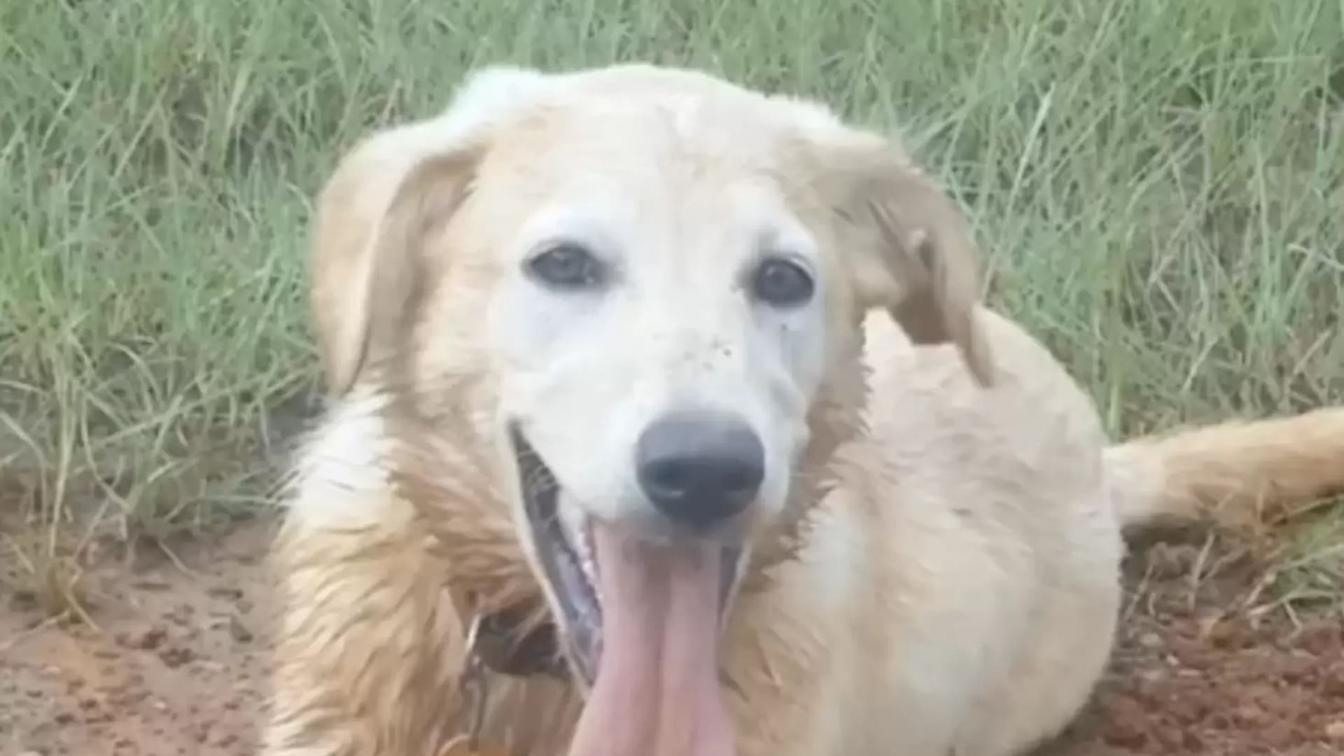 Kota.