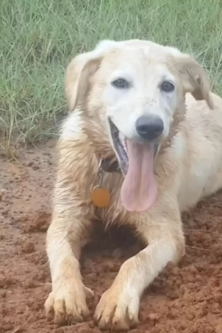 Kota.