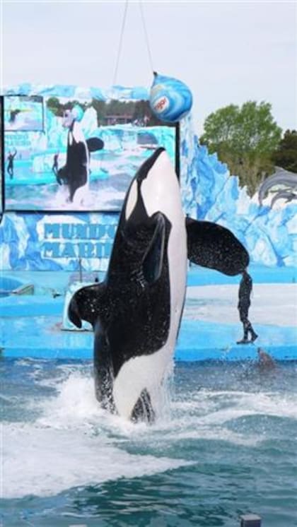 Kshamenk es la única orca en cautiverio de América Latina