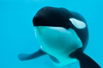 Kshamenk murió a causa de un paro cardiorrespiratorio, informó Mundo Marino