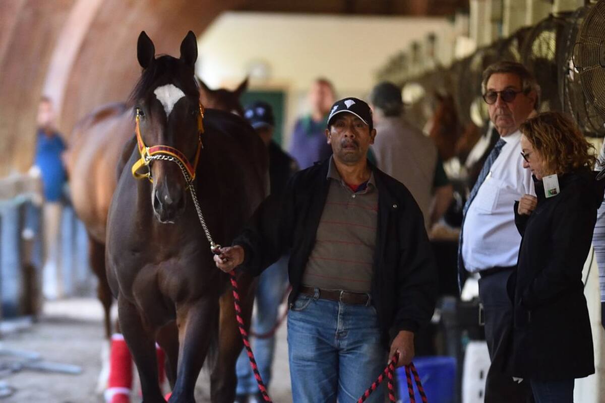 Kukulcán está por segunda vez en los Estados Unidos y es una de las atracciones en los establos de Gulfstream Park, donde correrá el sábado