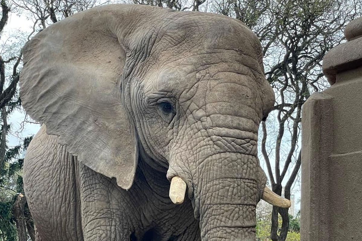 Kuky falleció esta mañana
