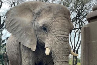 Murió la elefanta Kuky, a punto de ser trasladada de Palermo a un santuario en Brasil