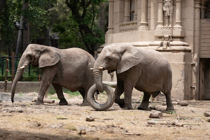 Kuky y Pupi, las dos elefantas que aún permanecen en el Ecoparque, serán enviadas a un santuario de Brasil