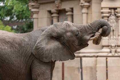 Kuky y Pupi, las dos elefantas que aún permanecen en el Ecoparque, serán enviadas a un santuario de Brasil