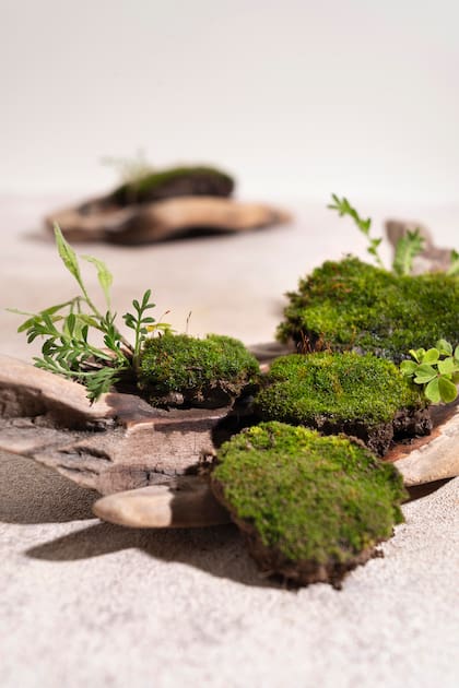 Kusamono, un jardín en versión zen