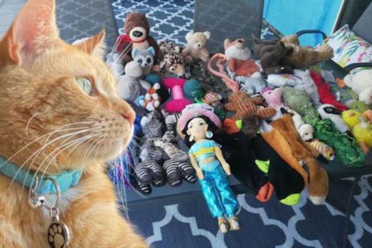 Kylo, anteriormente conocido como Johnny, se robó los corazones de todo un barrio con sus hurtos sistemáticos de distintas viviendas