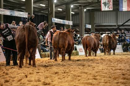 La 53° Gran Exposición Nacional y la 17° Exposición Nacional del Ternero Brangus se hará en la Sociedad Rural de Corrientes (SRC)