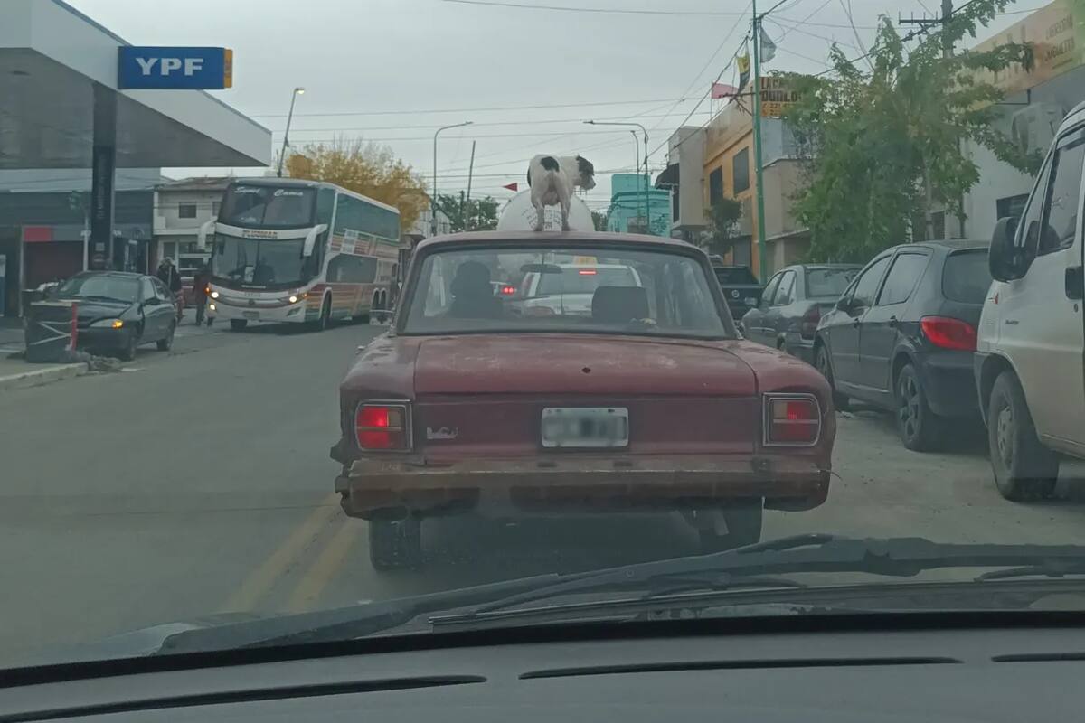 LA Plata