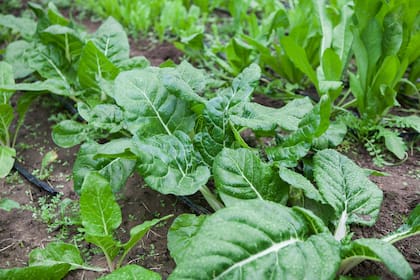 La huerta.