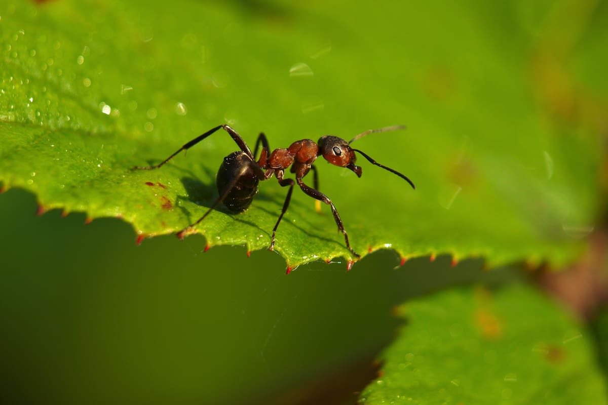 La abundancia de alimentos es uno de los principales atractivos que las hormigas tienen para adoptar un jardín