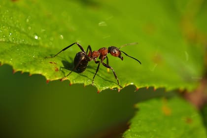 La abundancia de alimentos es uno de los principales atractivos que las hormigas tienen para adoptar un jardín