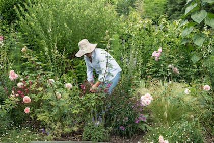 La abundante floración de la gaura empieza mucho antes de que aparezcan sus primeras flores