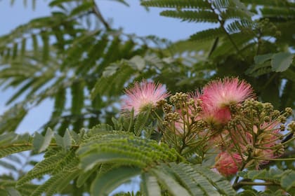 La acacia de Constantinopla florece por tandas, desde fin de primavera y durante el verano. Cada vez que lo hace se llena de pompones rosados y fragantes. Es un árbol de copa mucho más ancha que alta, aparasolada.