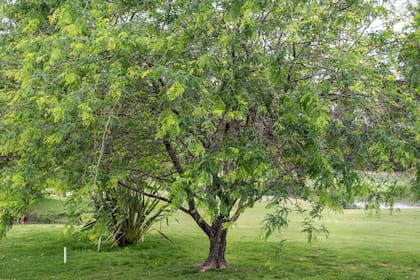 La acacia negra puede formar bosques cerrados y desplazar la vegetación nativa en ambientes donde antes predominaban pastizales abiertos