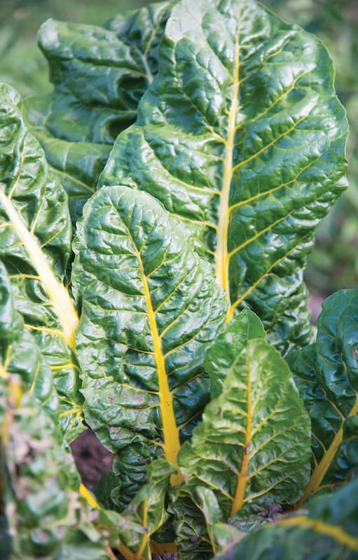 La acelga es fuente extraordinaria de vitaminas y minerales, especialmente hierro. 200 g de acelgas aportan 38 calorías, 8 g de hidratos de carbono, 4 g de proteínas y 7 g de fibra.