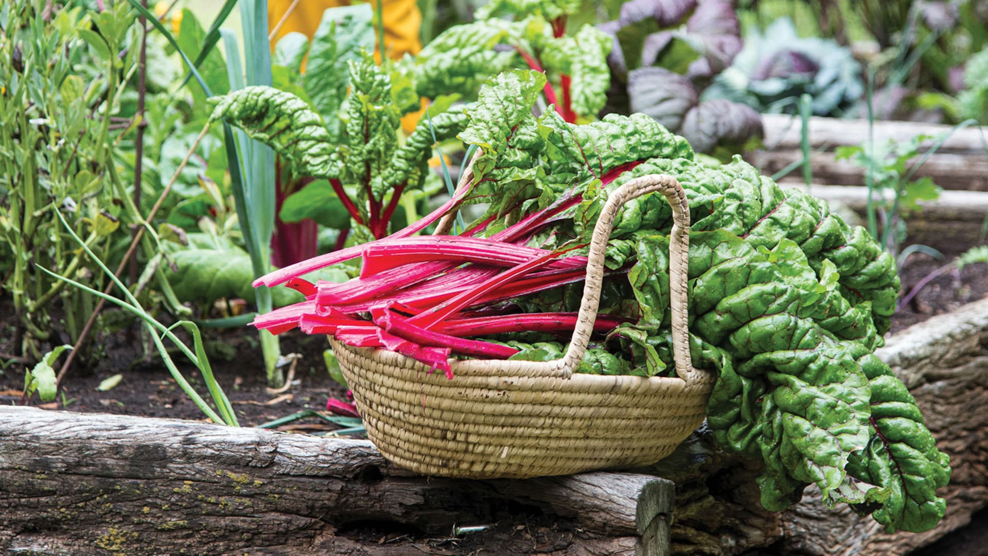 La acelga es fuente extraordinaria de vitaminas y minerales, especialmente hierro. 200 g de acelgas aportan 38 calorías, 8 g de hidratos de carbono, 4 g de proteínas y 7 g de fibra.
