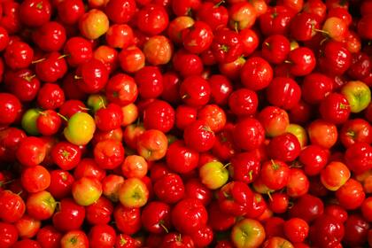 La acerola crece en América Central, las Antillas y en las zonas tropicales húmedas de Sudamérica