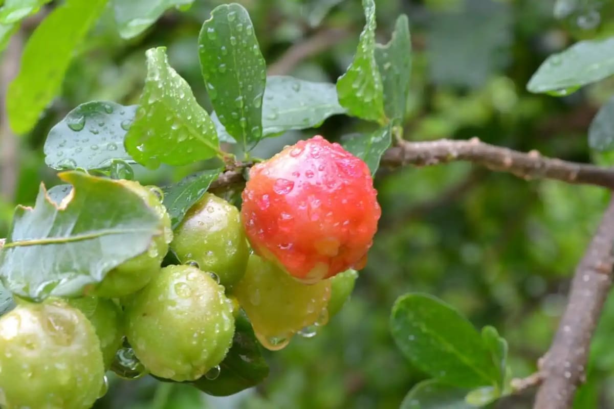 La acerola originaria de la región mediterránea, Oriente Medio y Asia occidental