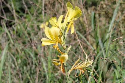 La Achira amarilla (Canna glauca) es una acuática que puede cultivarse en macetas sumergidas