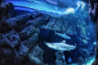 La acidificación de los océanos podría debilitar los temibles dientes de los tiburones